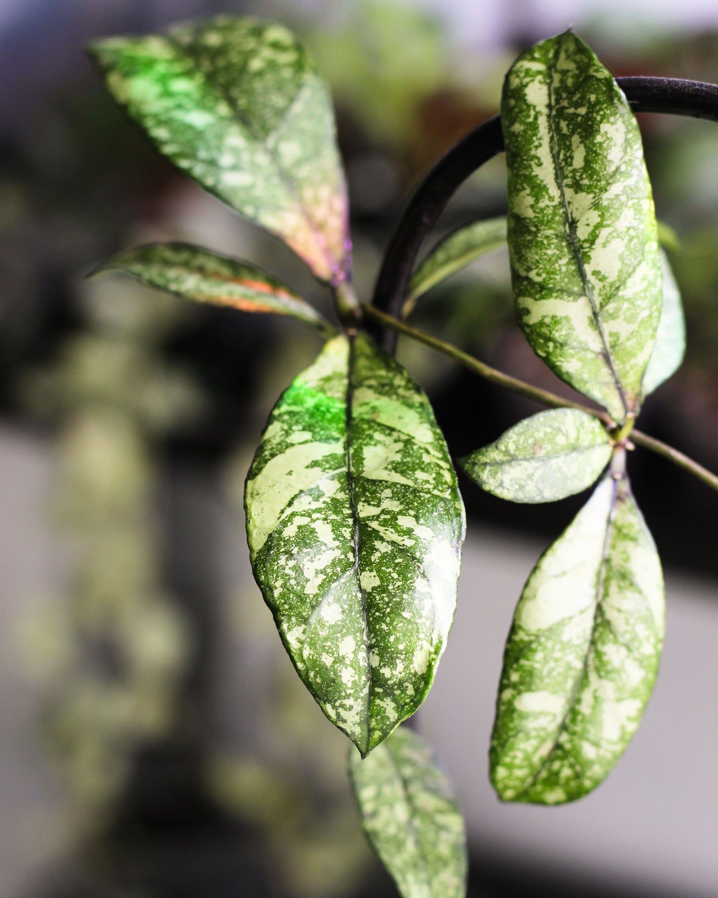 Hoya Crassipetiolata Splash