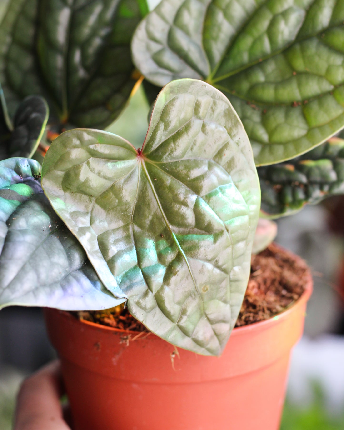 Anthurium Lux SIlver 15cm