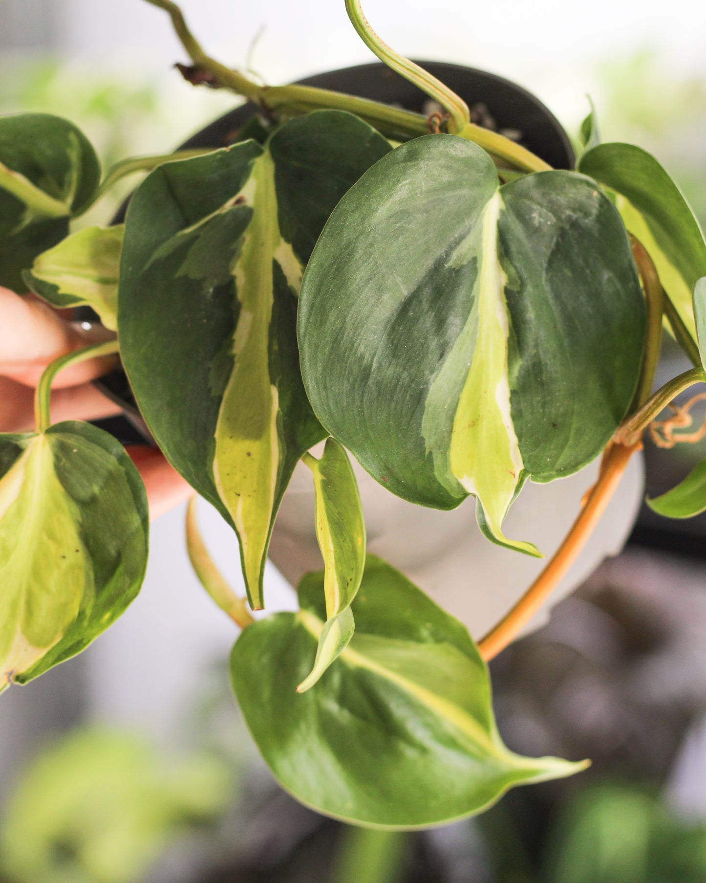 Philodendron Cream Splash