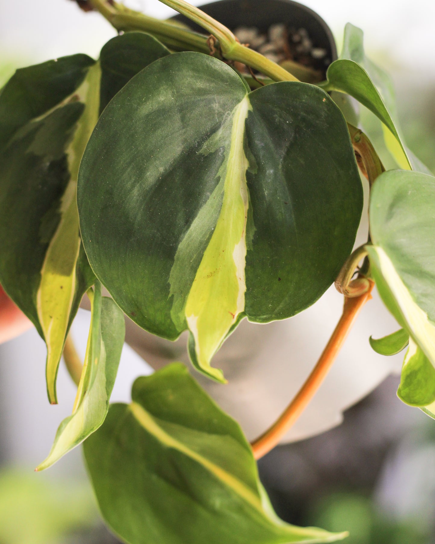 Philodendron Cream Splash
