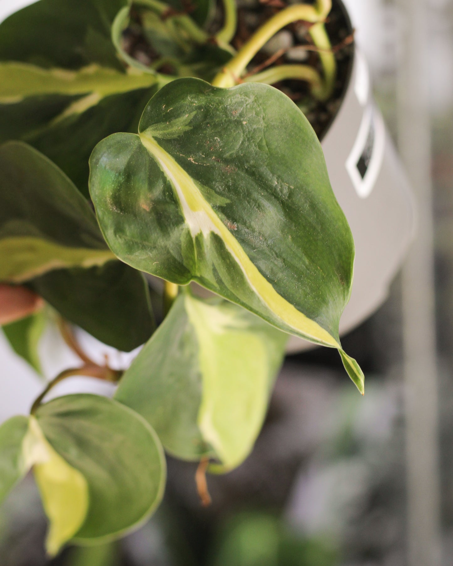 Philodendron Cream Splash