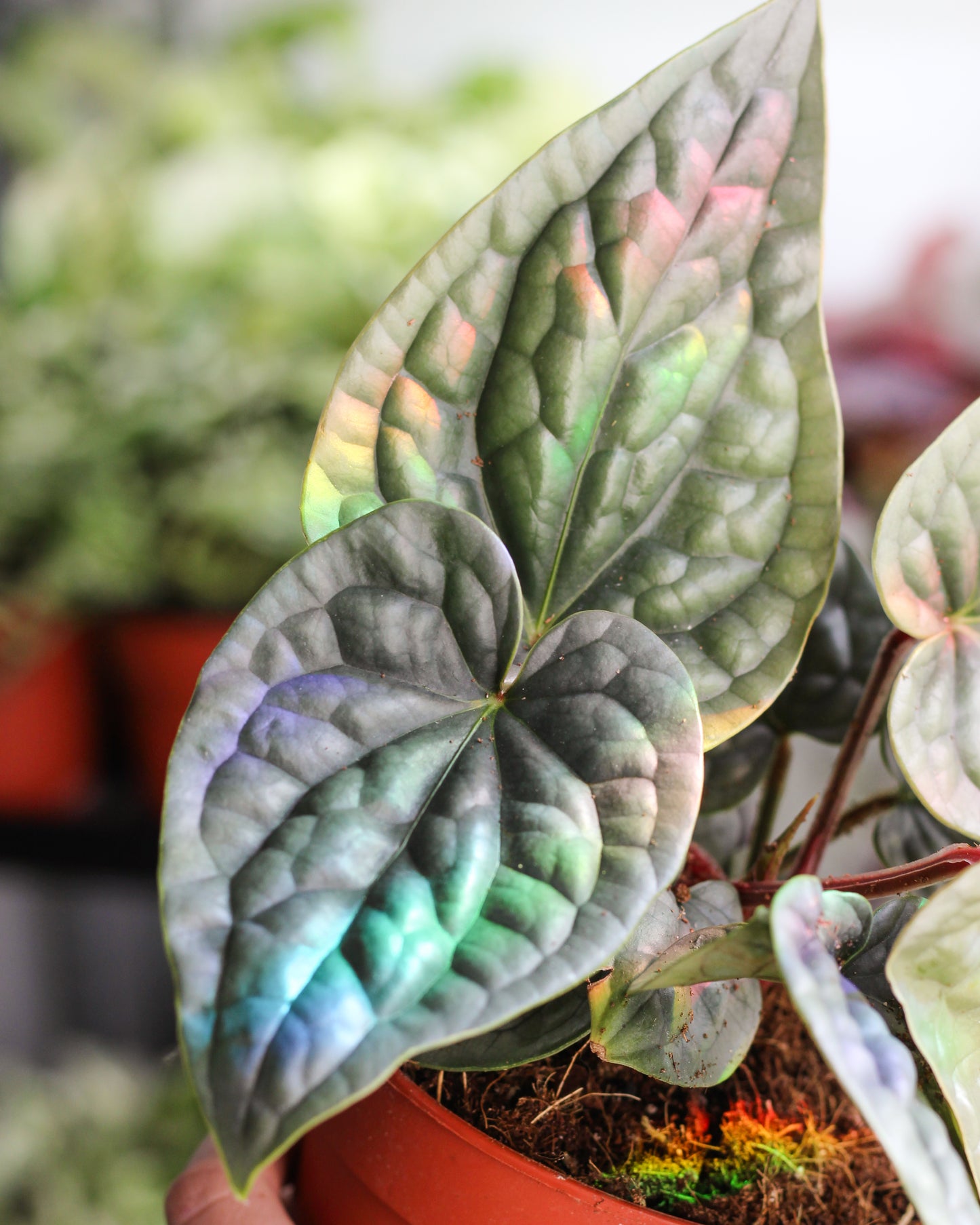 Anthurium Lux SIlver 15cm