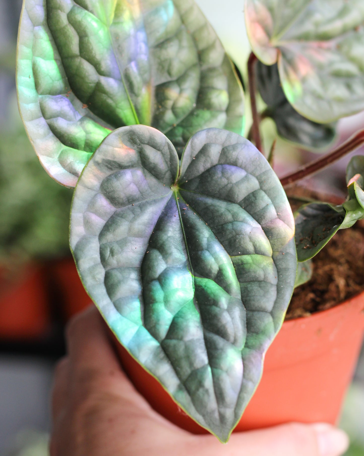 Anthurium Lux SIlver 15cm