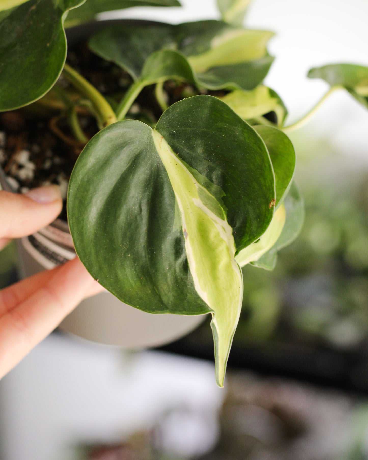 Philodendron Cream Splash