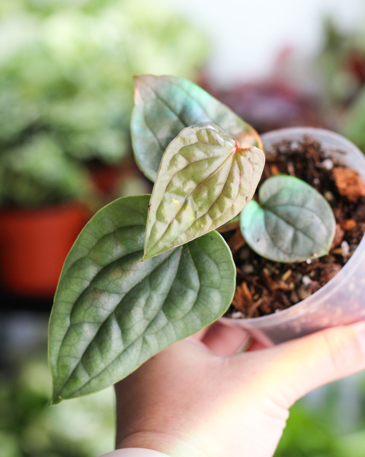 Anthurium Lux Silver small.