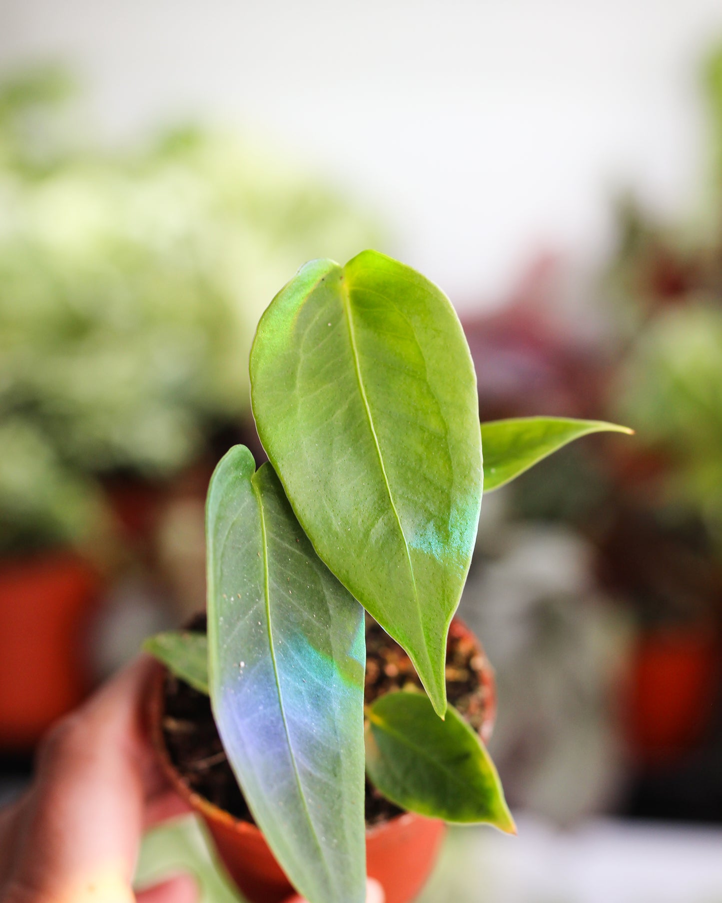 Anthurium Peltigerum