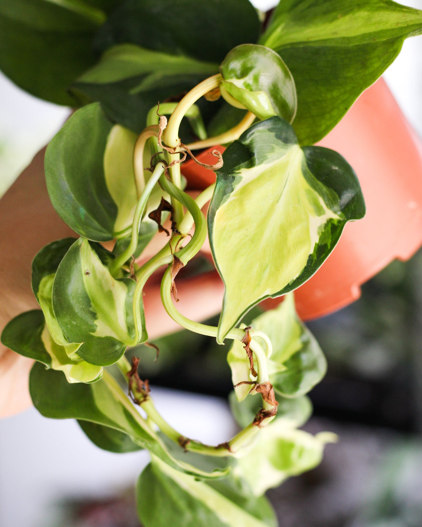 Philodendron Cream Splash