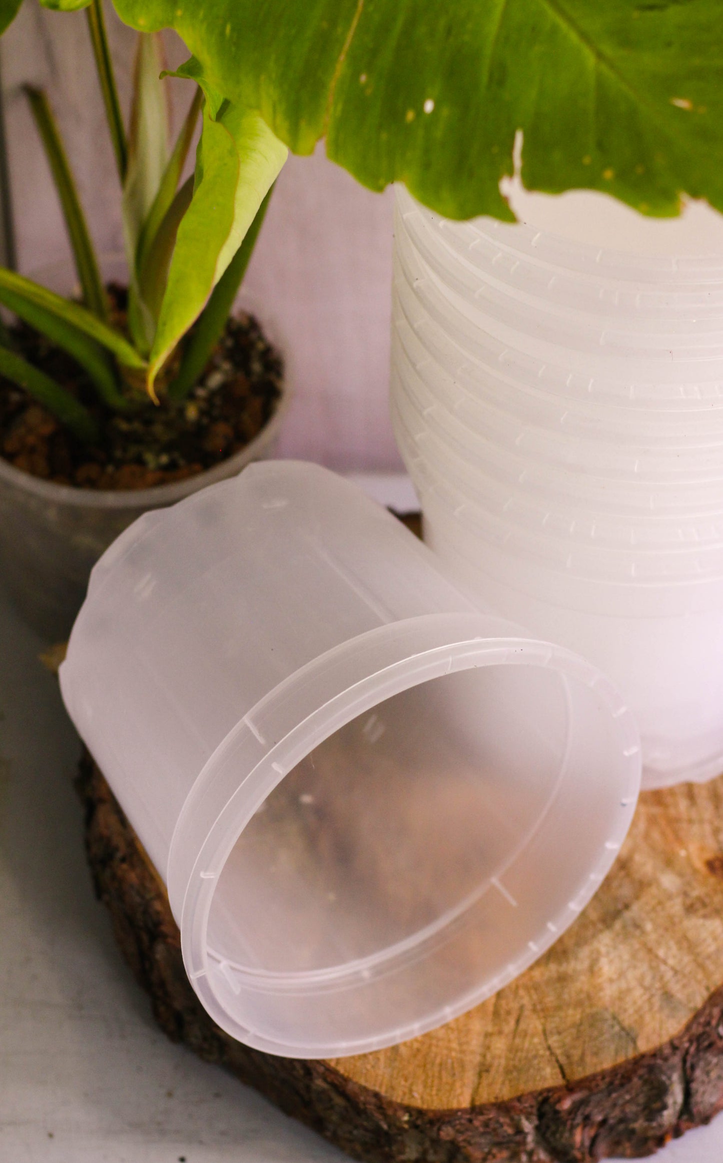 Clear Nursery Pots