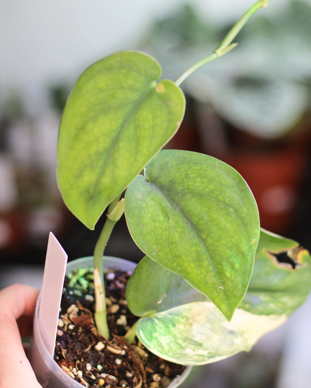 Scindapsus Jade Satin Aurea Reverted
