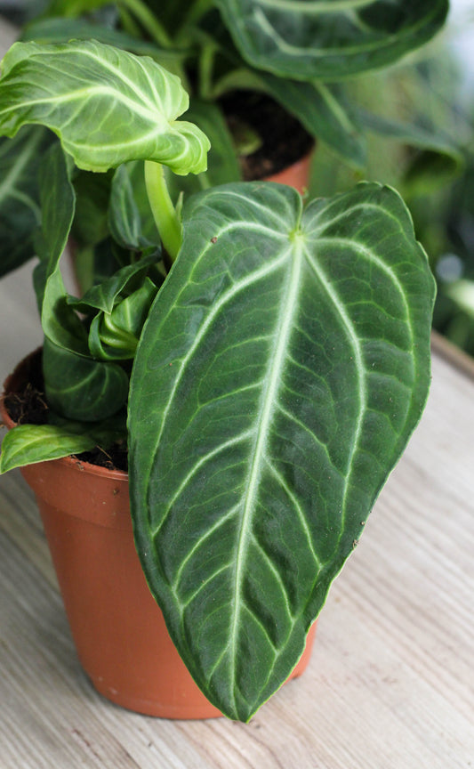 Anthurium Villanaorum