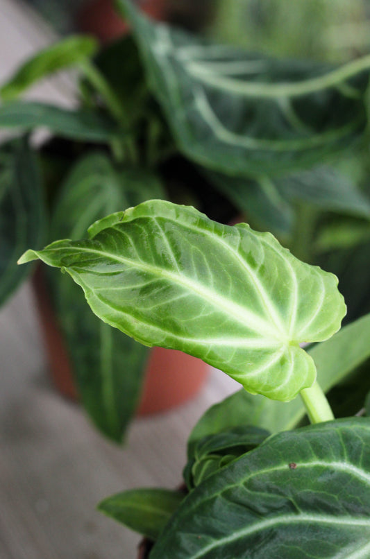 Anthurium Villanaorum