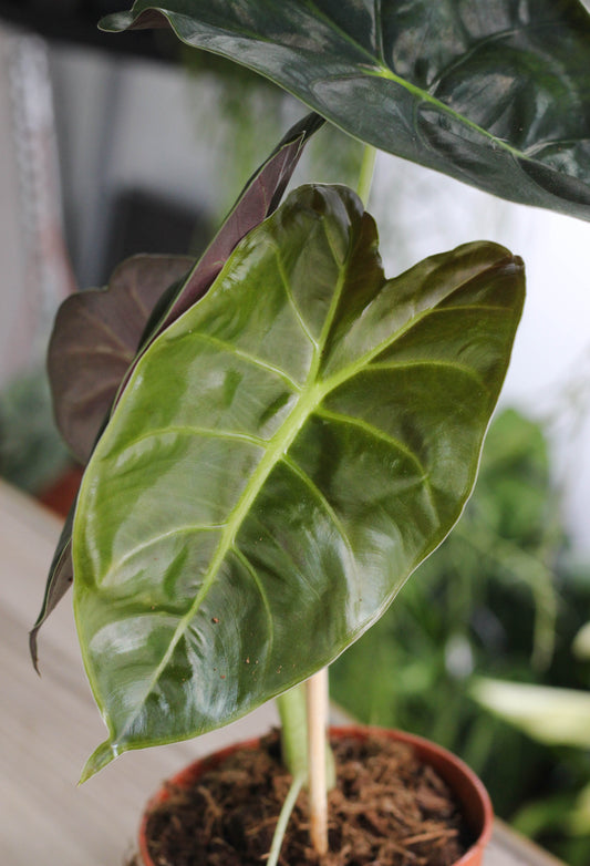 Alocasia Golden Bone