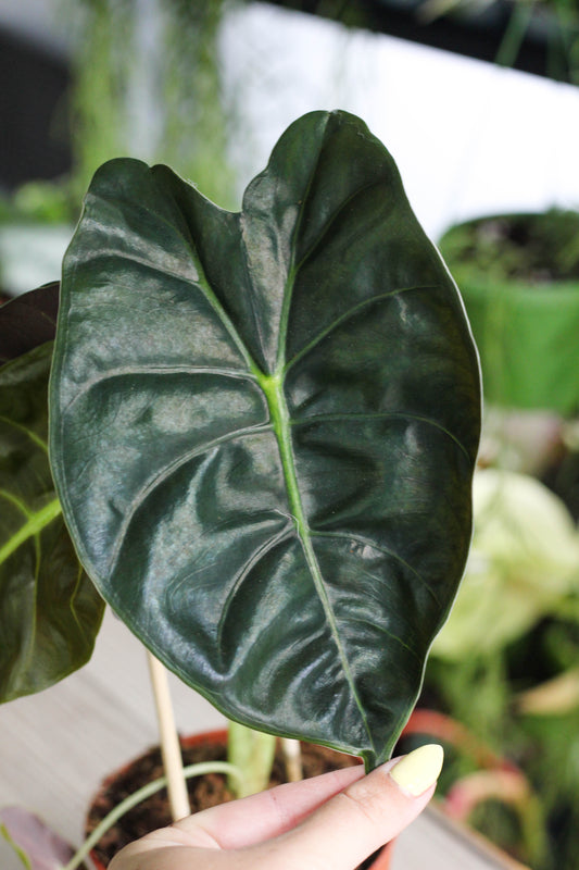 Alocasia Golden Bone