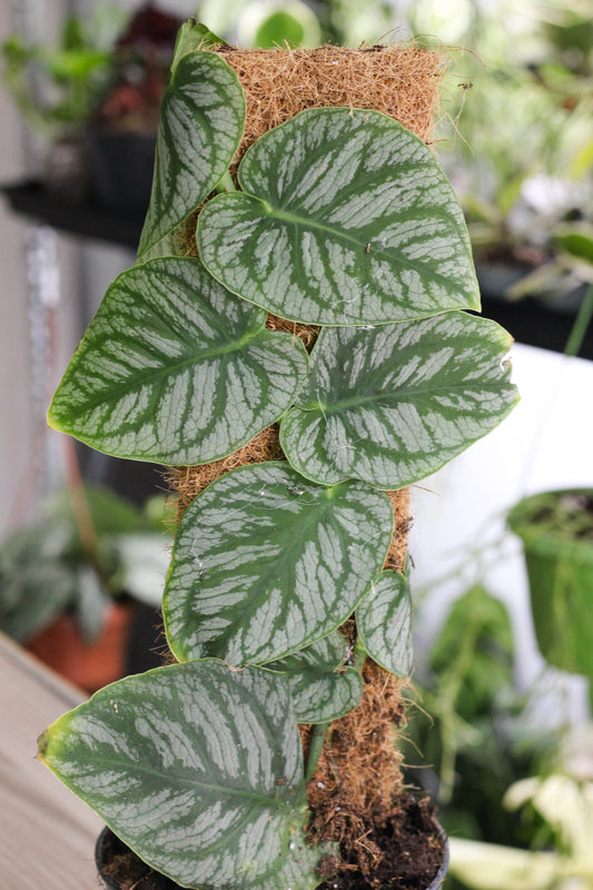 Monstera Dubia