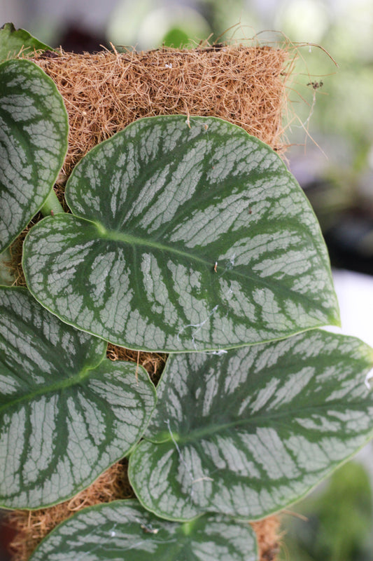 Monstera Dubia