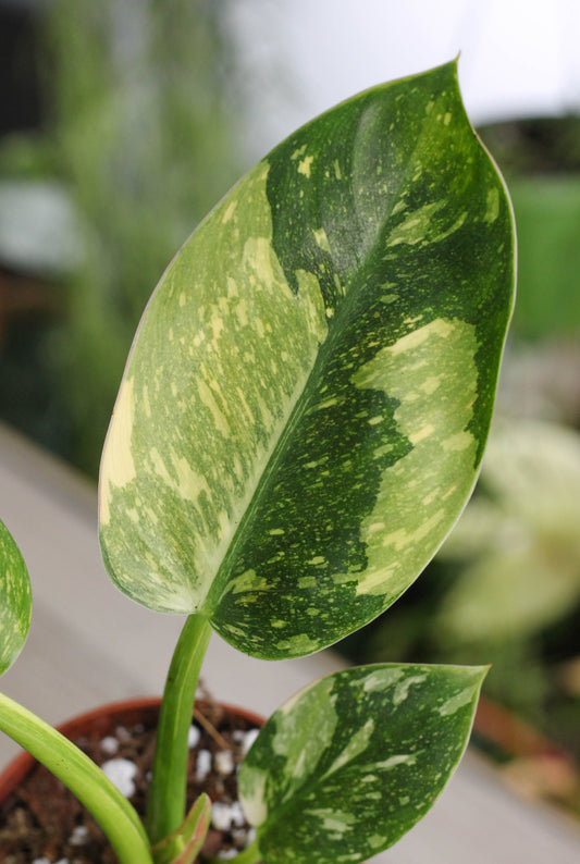Philodendron Green Congo Variegated