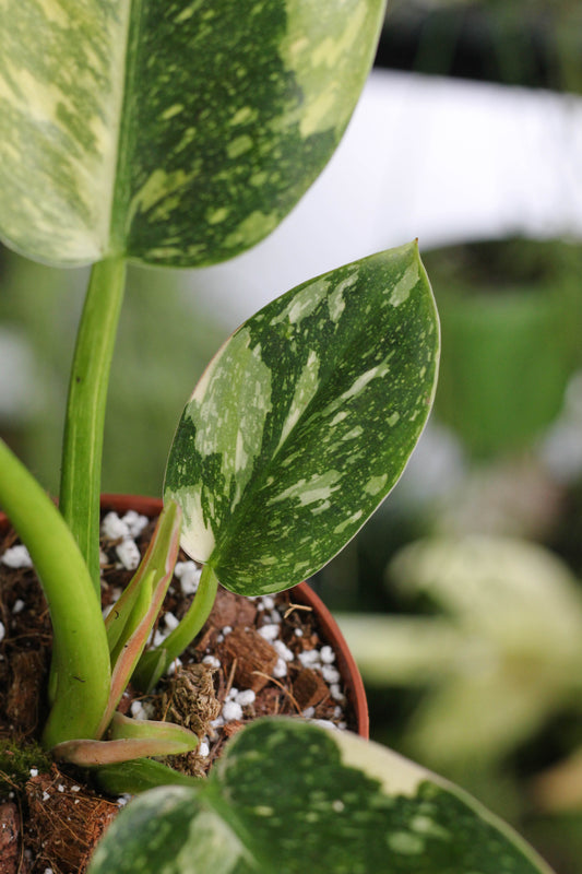 Philodendron Green Congo Variegated