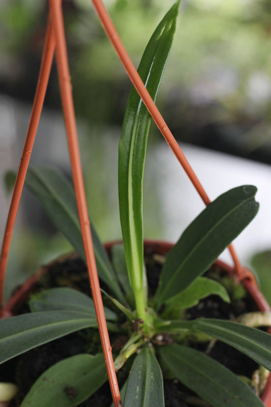 Anthurium Vittarifolium