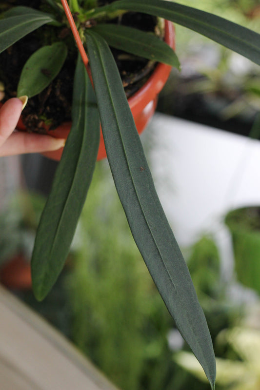 Anthurium Vittarifolium