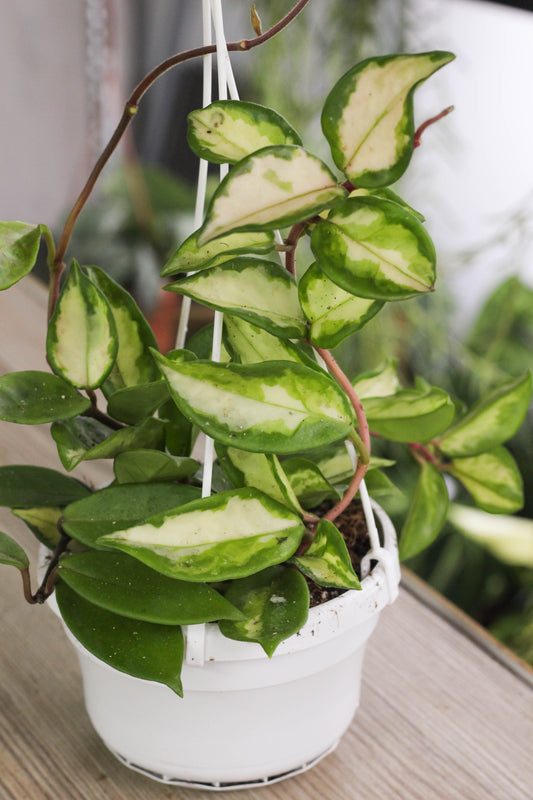 Hoya Carnosa Tricolor