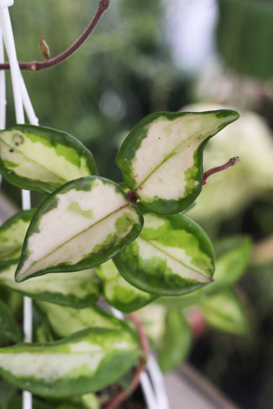Hoya Carnosa Tricolor