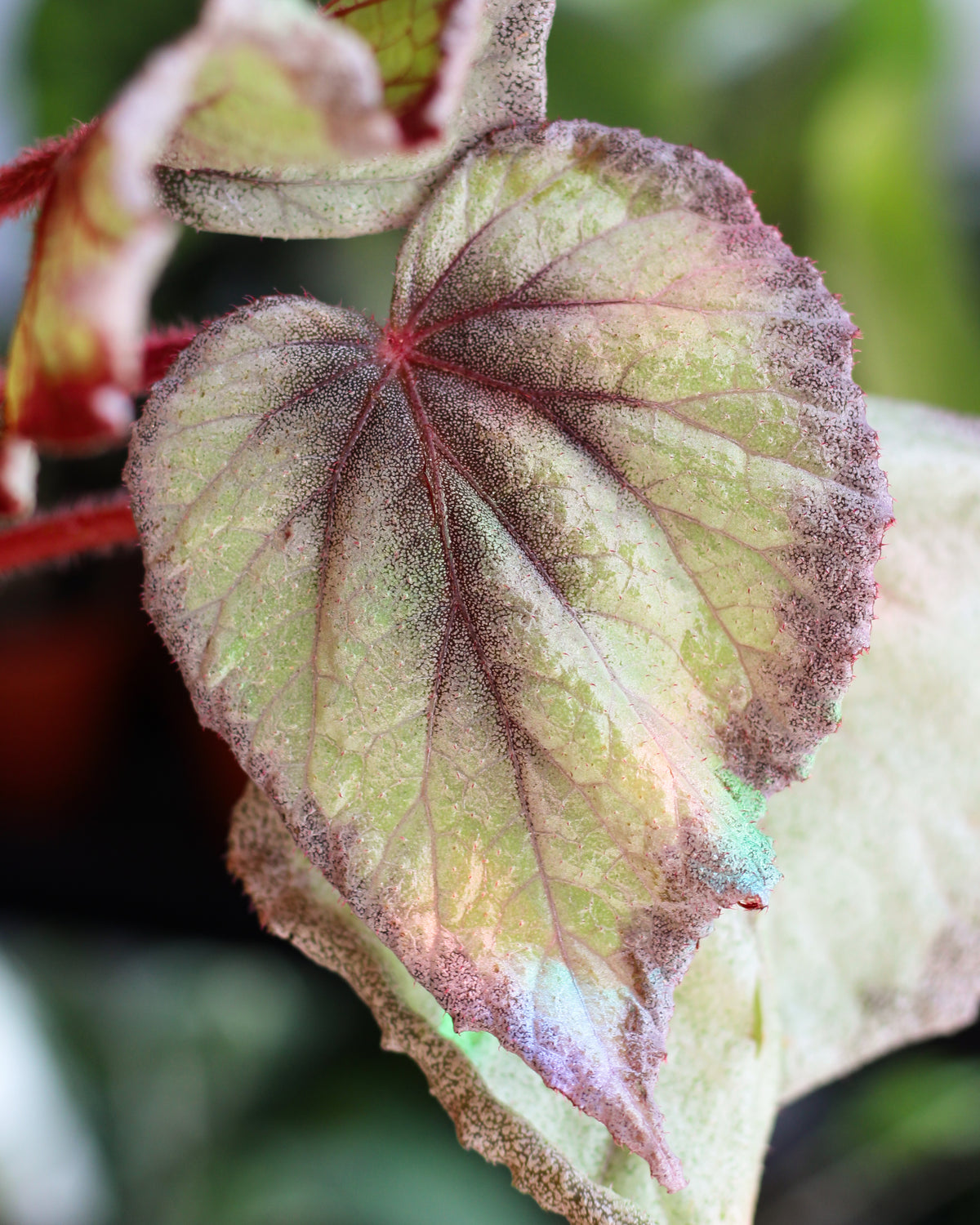 Begonia Flamingo Soul