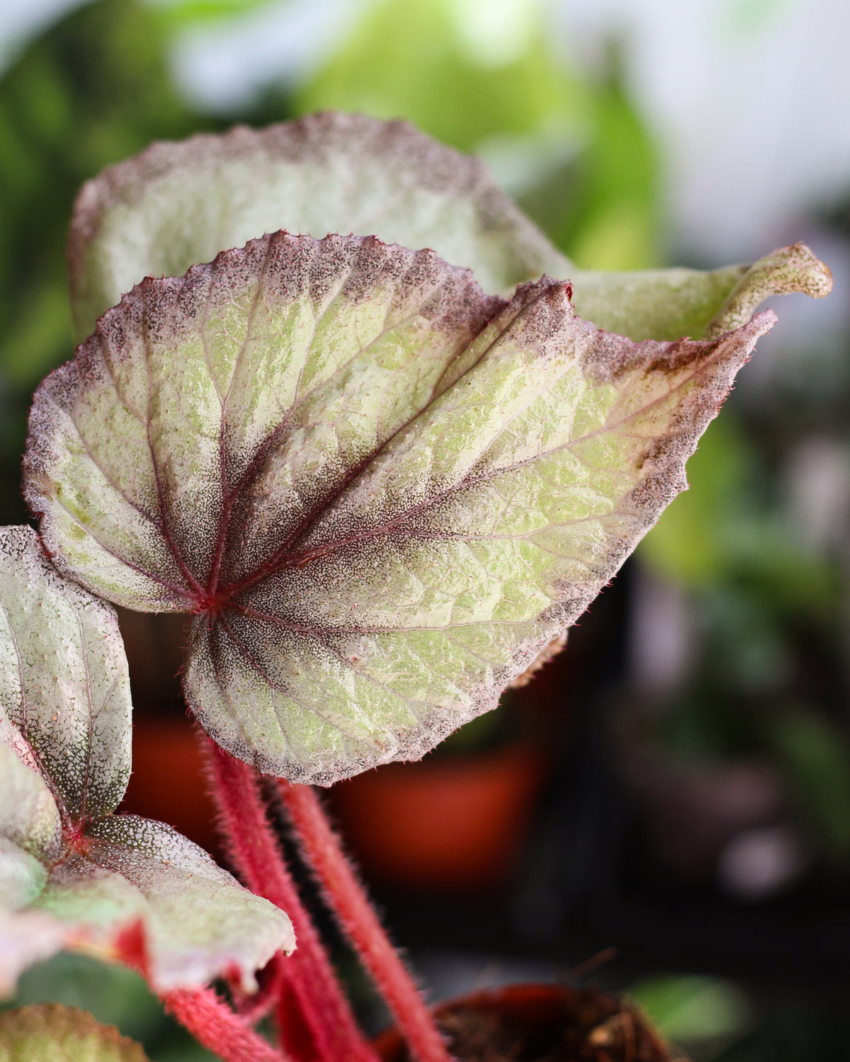 Begonia Flamingo Soul