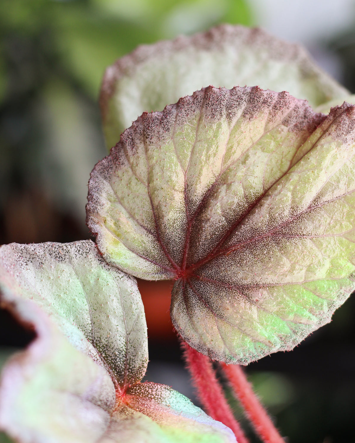 Begonia Flamingo Soul