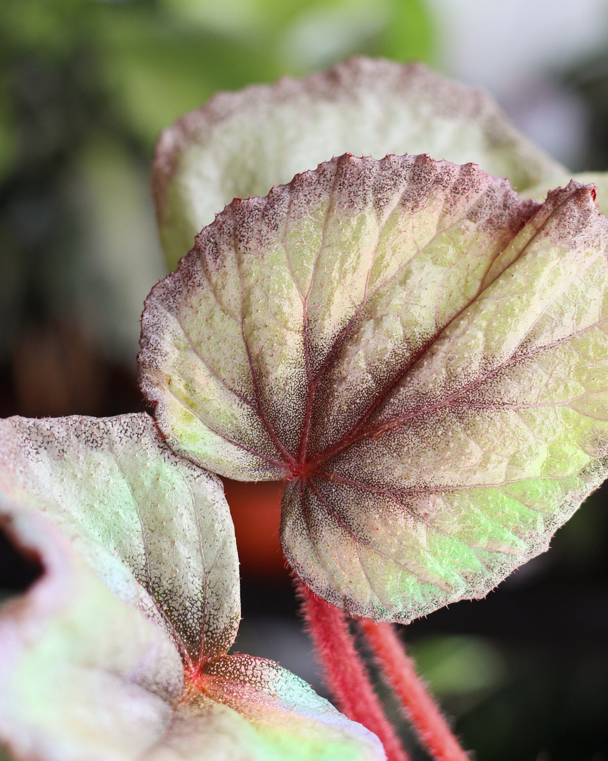 Begonia Flamingo Soul