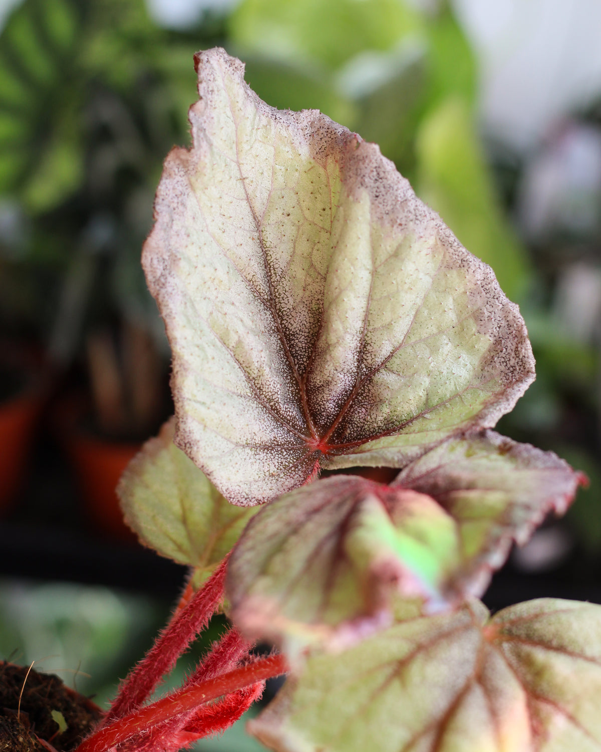 Begonia Flamingo Soul