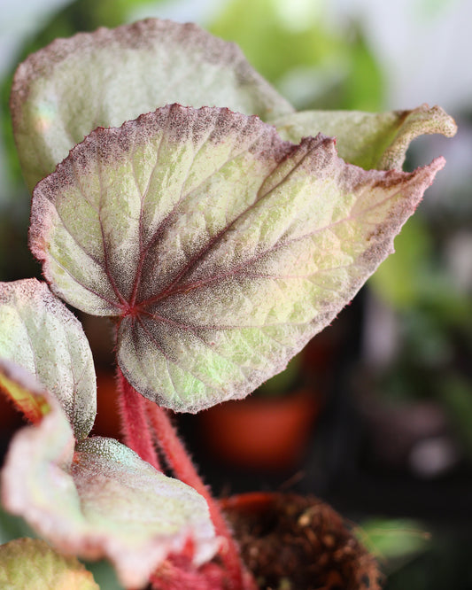 Begonia Flamingo Soul