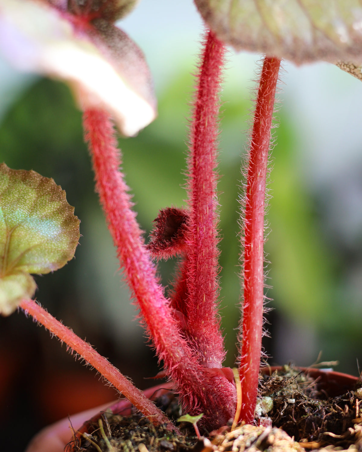 Begonia Flamingo Soul
