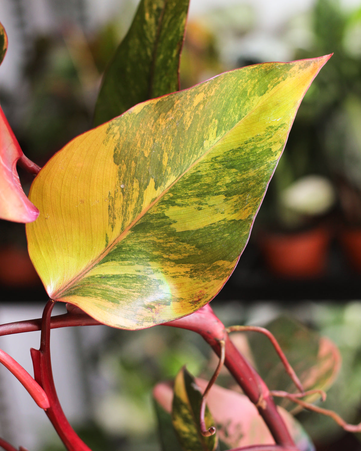 Philodendron Strawberry Shake large