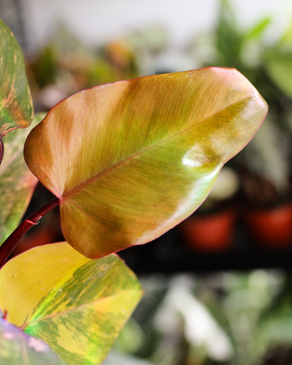 Philodendron Strawberry Shake large