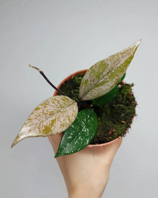 Hoya Carnosa Stardust