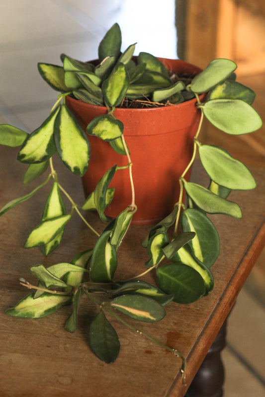 Hoya Burtoniae Variegated