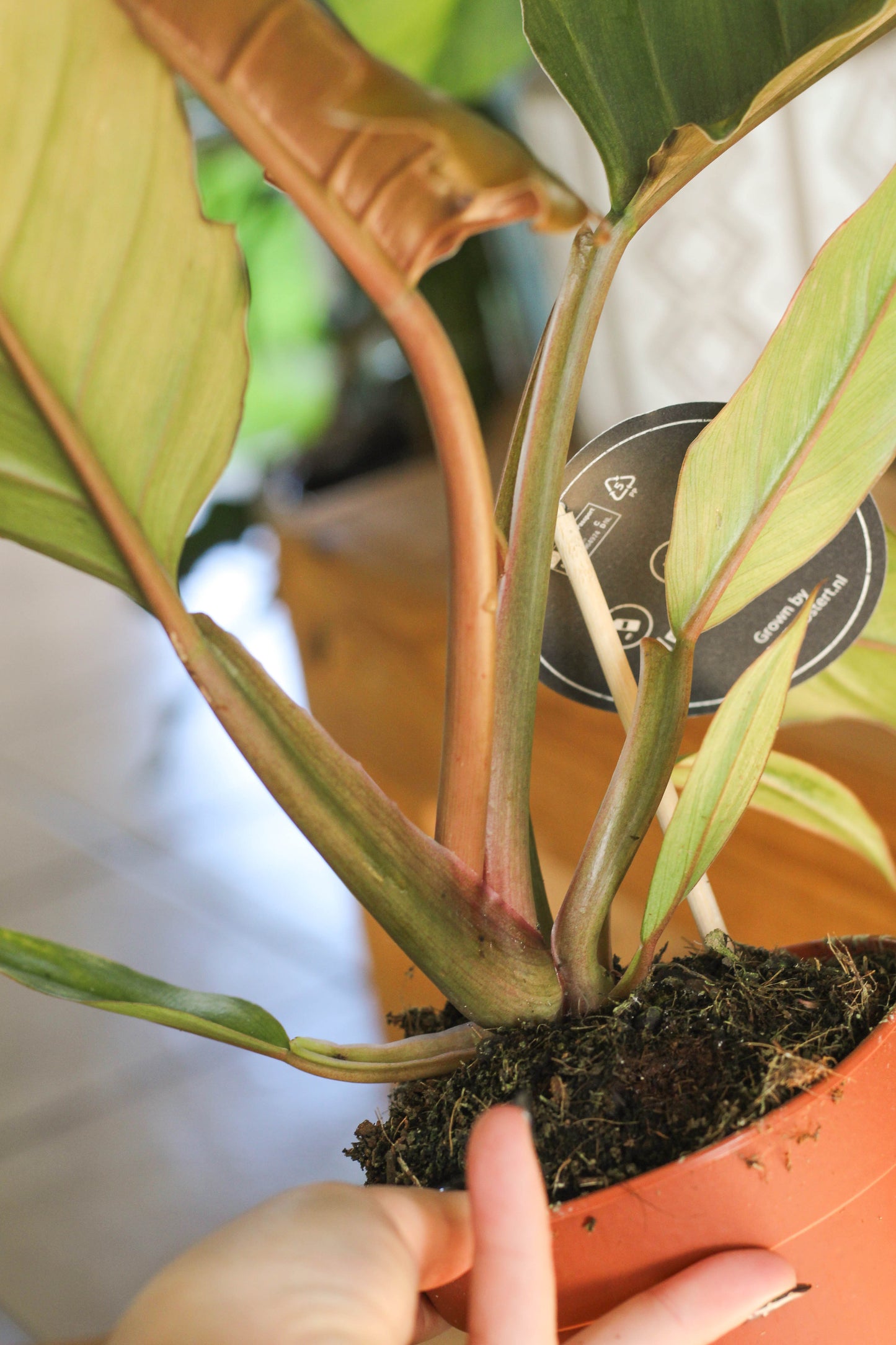 Philodendron Choco Empress
