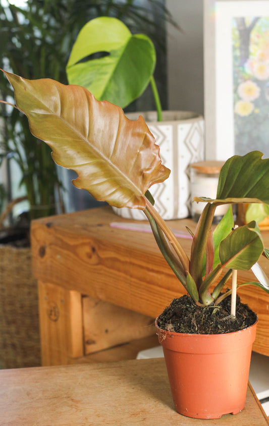 Philodendron Choco Empress