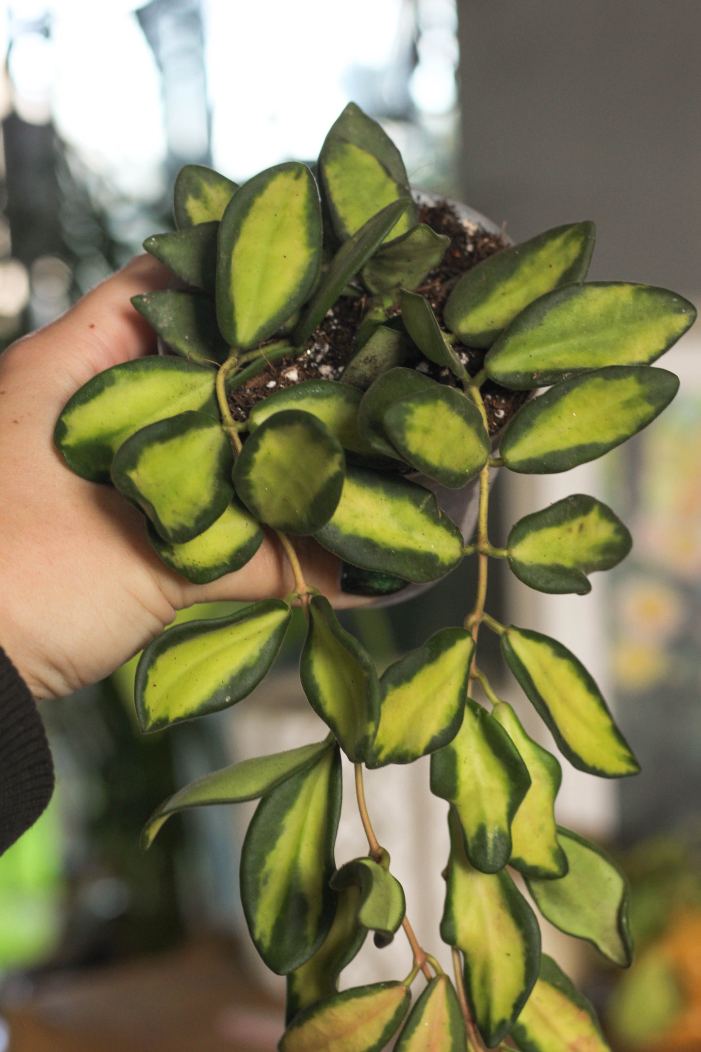 Hoya Burtoniae Variegated