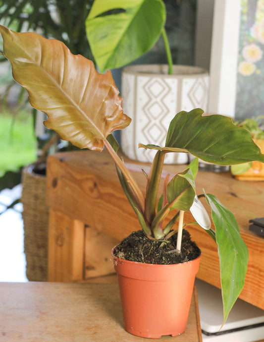 Philodendron Choco Empress