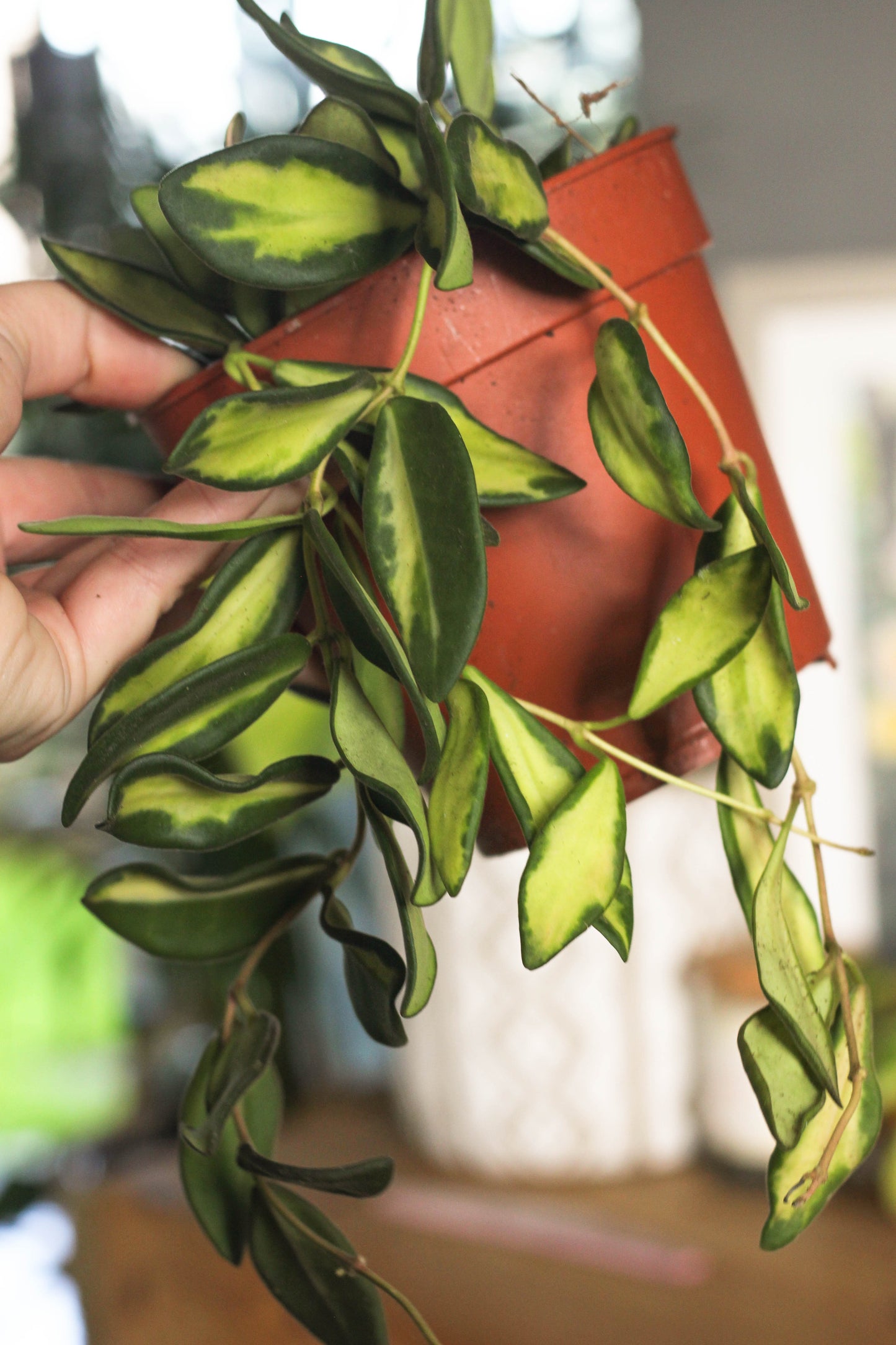 Hoya Burtoniae Variegated