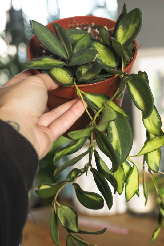 Hoya Burtoniae Variegated