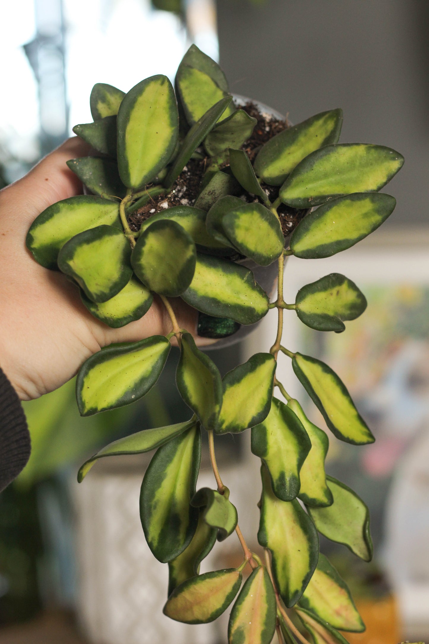 Hoya Burtoniae Variegated