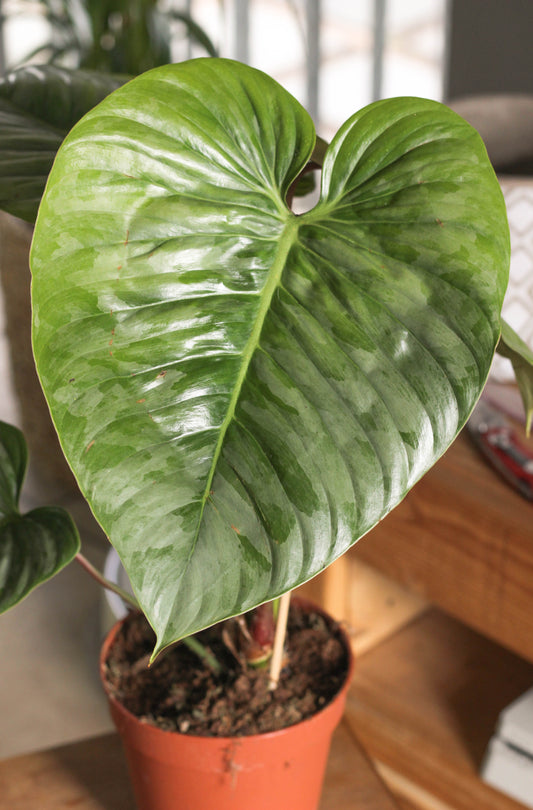 Philodendron Sodiroi (minor blemishes)