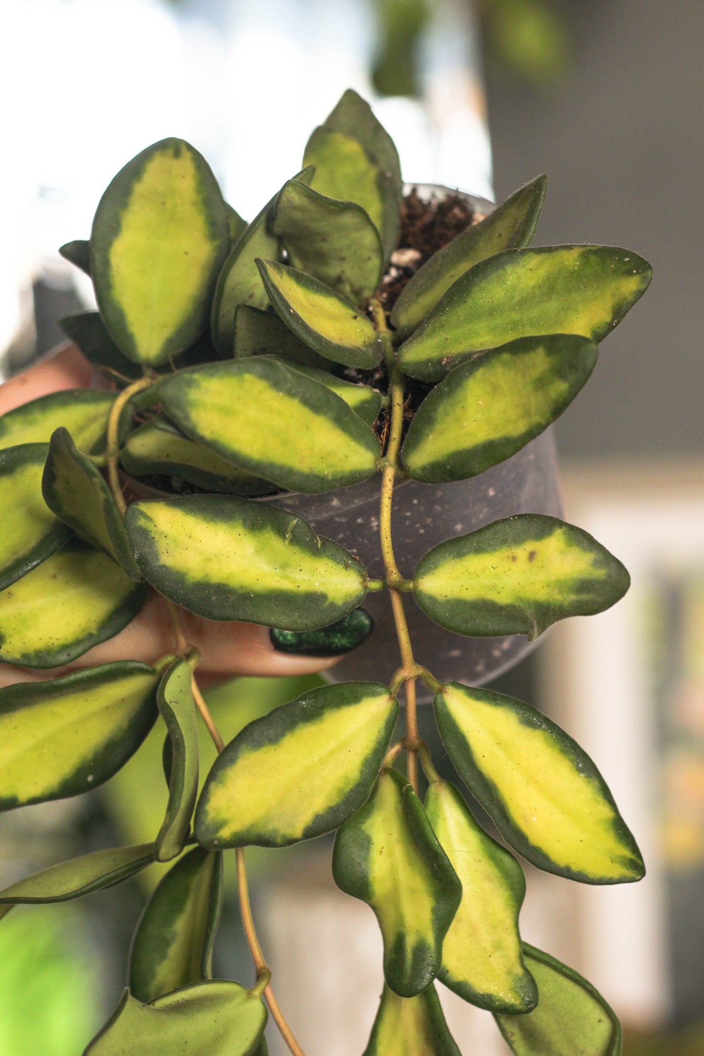 Hoya Burtoniae Variegated