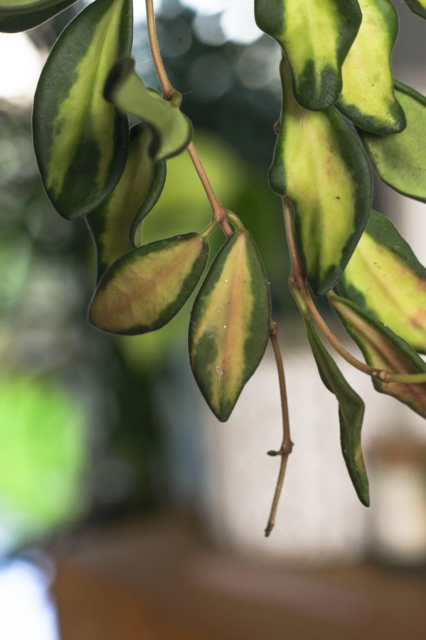 Hoya Burtoniae Variegated