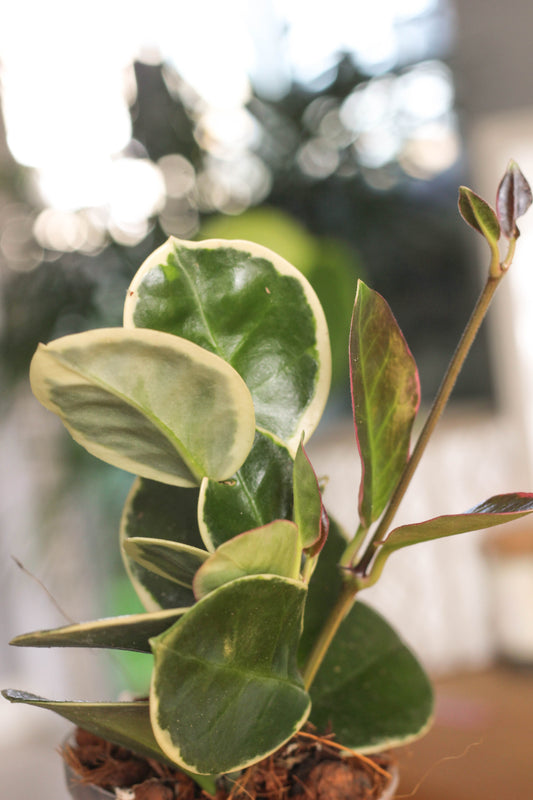 Hoya Australis Blondie