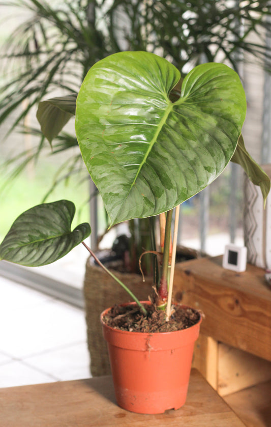 Philodendron Sodiroi (minor blemishes)