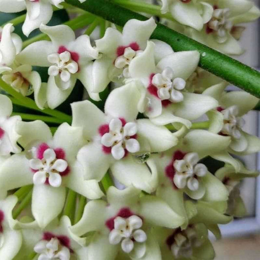 Hoya Australis Outer Variegated